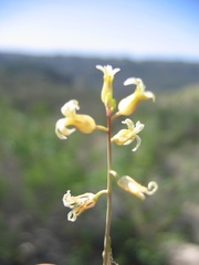 Caulanthus heterophyllus