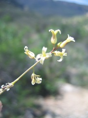 Caulanthus heterophyllus