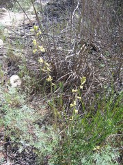 Caulanthus heterophyllus