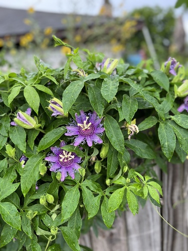 Passiflora incarnata × cincinnata