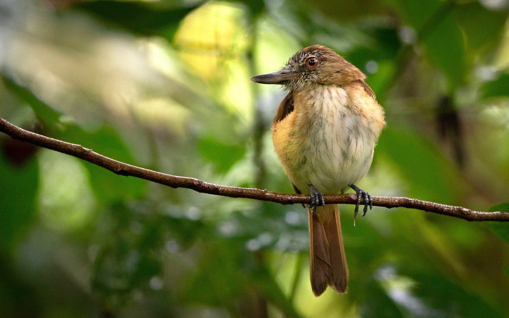 Bright-Rumped Attila