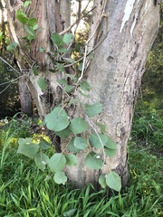 Eucalyptus amplifolia