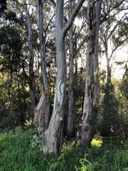 Eucalyptus amplifolia