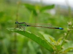 Ischnura senegalensis
