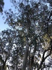Eucalyptus amplifolia
