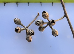 Eucalyptus amplifolia