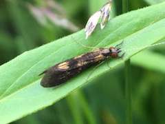 Mystacides interjectus