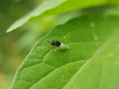 Oplodontha rubrithorax