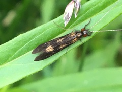 Mystacides interjectus