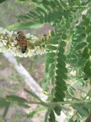 Apis mellifera