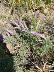 Dalea villosa villosa