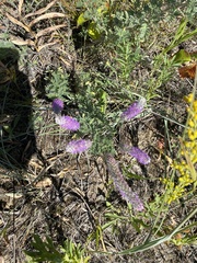 Dalea villosa villosa