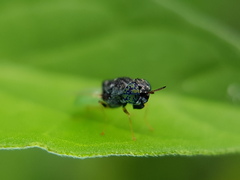 Oplodontha rubrithorax