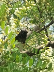 Copestylum mexicanum