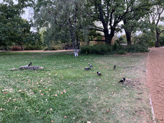Corvus cornix