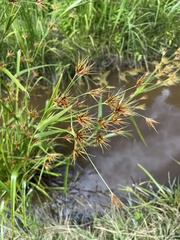 Rhynchospora macrostachya