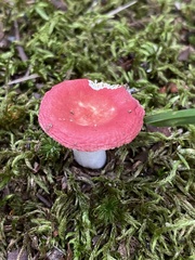 Russula
