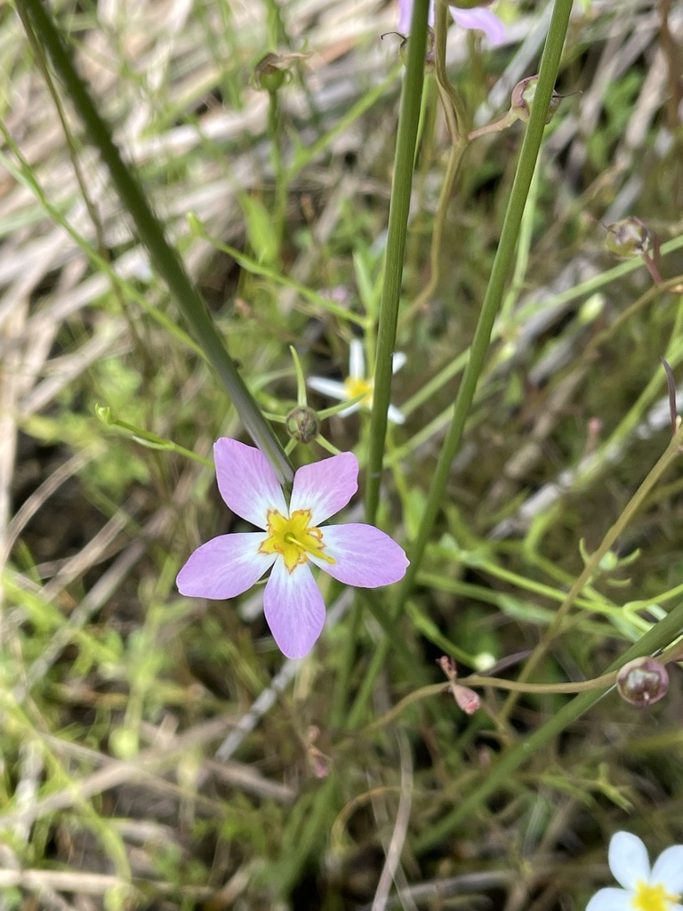marsh pink from Hip Roof Rd, Church Creek, MD, US on August 07, 2022 at
