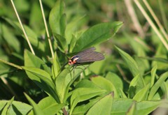 Ctenucha rubroscapus