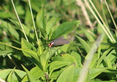Ctenucha rubroscapus