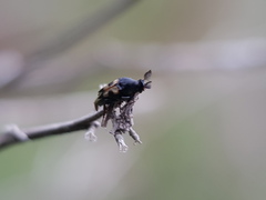 Macrosiagon bipunctata