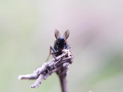 Macrosiagon bipunctata