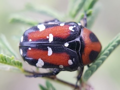 Gametis versicolor