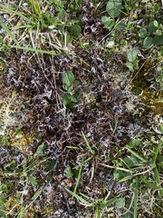 Masonhalea richardsonii