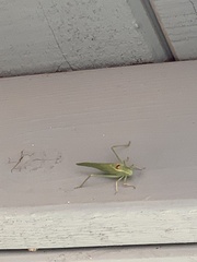 Microcentrum californicum