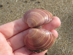 Eucallista purpurata