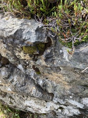 Schistidium frigidum