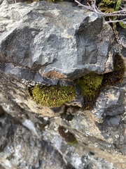 Schistidium frigidum