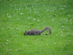Sciurus carolinensis
