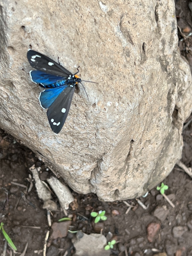Gnophaela clappiana