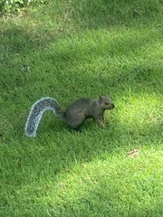 Sciurus carolinensis