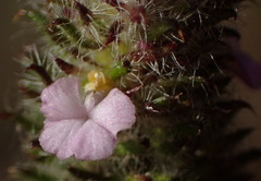 Muraltia ciliaris