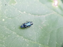 Agrilus acutus