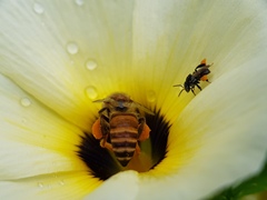 Apis cerana indica