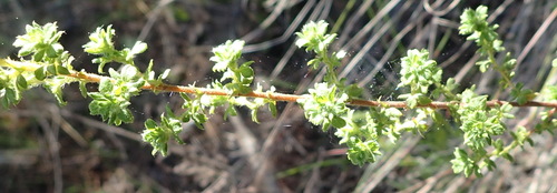 Image of Cliffortia filicaulis by (c) Nicola van Berkel, some rights reserved (CC BY-SA)