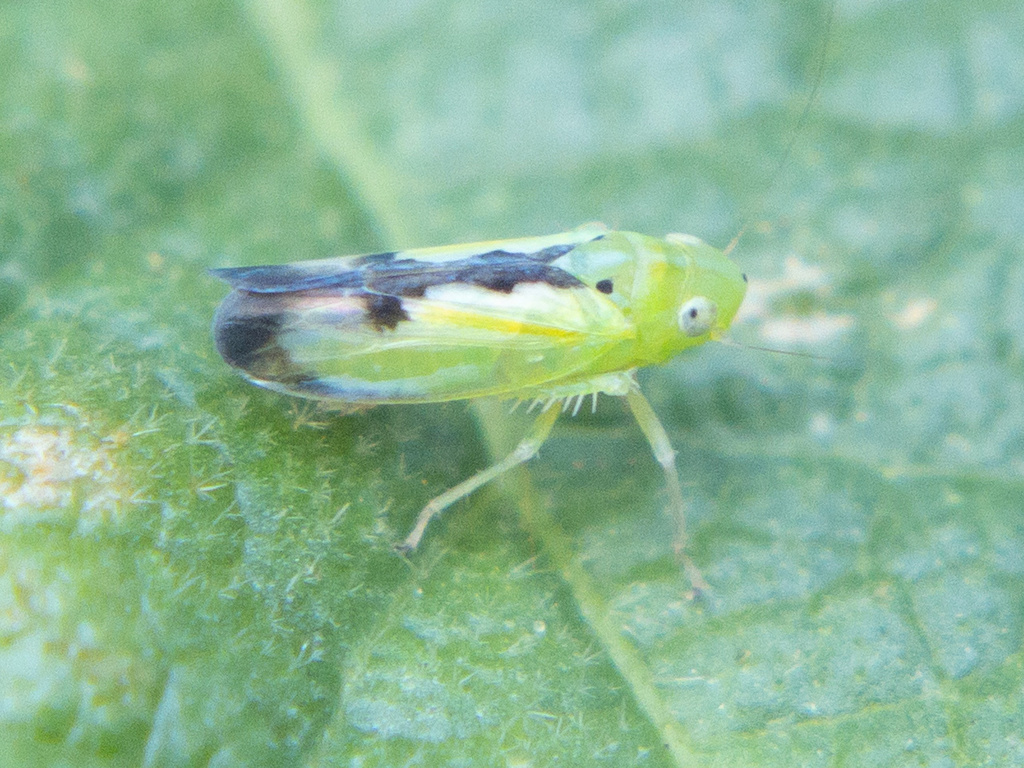 Neocoelidia compta
