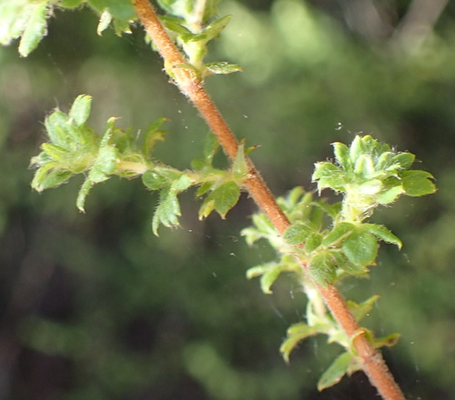 Image of Cliffortia filicaulis by (c) Nicola van Berkel, some rights reserved (CC BY-SA)