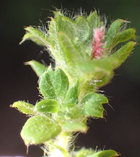 Image of Cliffortia filicaulis by (c) Nicola van Berkel, some rights reserved (CC BY-SA)