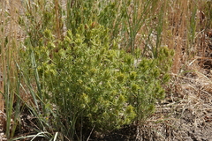 Cordylanthus ramosus