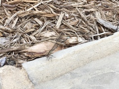 Argia fumipennis