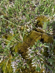 Dicranum elongatum