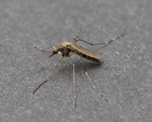 Woodland snowmelt mosquito photo 3
