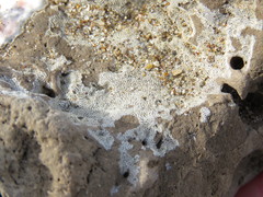 Bryozoa