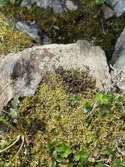 Racomitrium ericoides