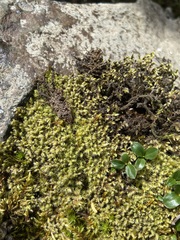 Racomitrium ericoides