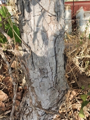 Curatella